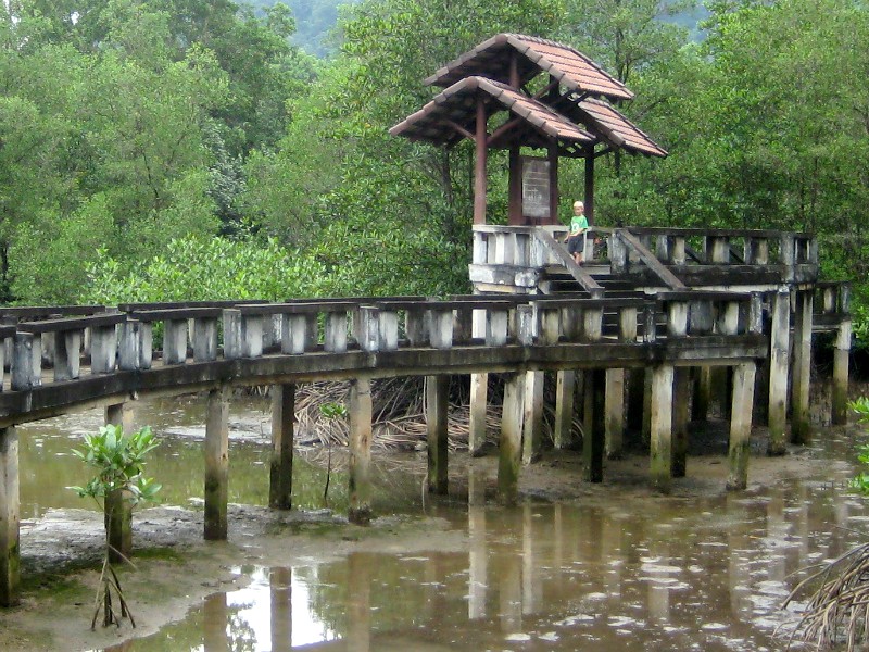 Het bijzondere pad door de mangrove bij Salakkok