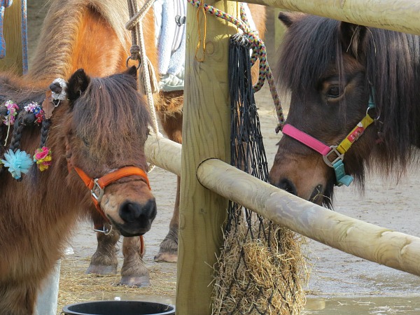 Meerdal Pony Vakantie