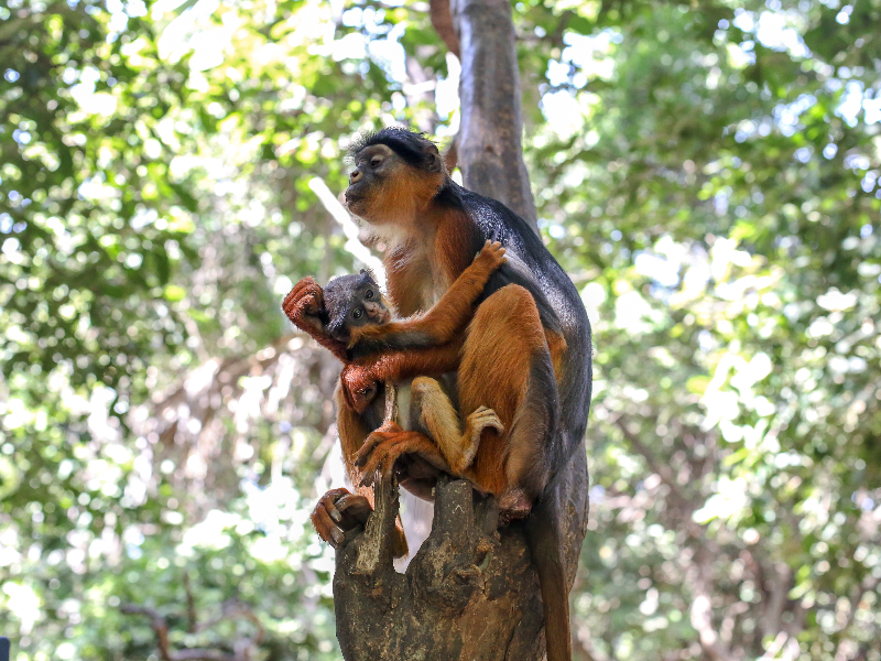 Moederaap met haar jong in Bijilo Forest Park in Gambia