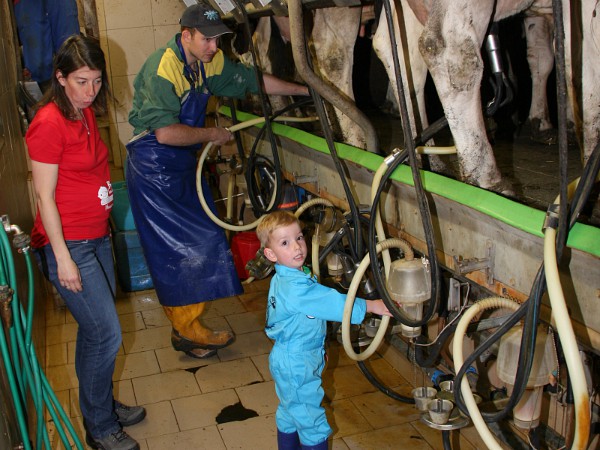 Helpen met koeien melken