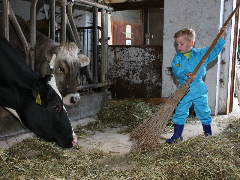 Kindje veegt de stal bij de koeien