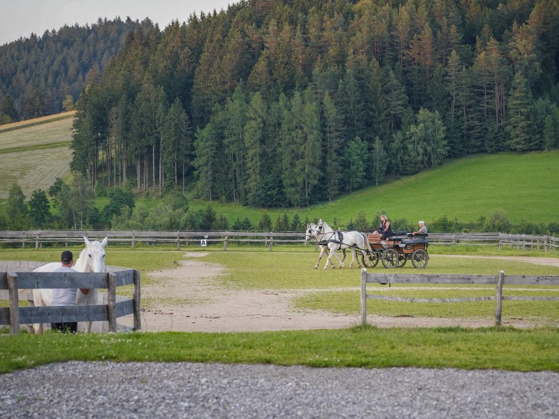 Het Mühlviertel staat bekend als het paardenparadijs van Oostenrijk