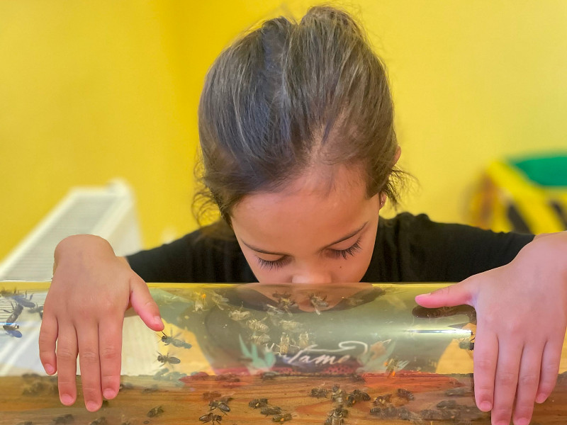 Bijen kijken in het natuurmuseum 