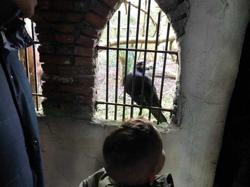 Hmm, staat deze vogel hier nu altijd?