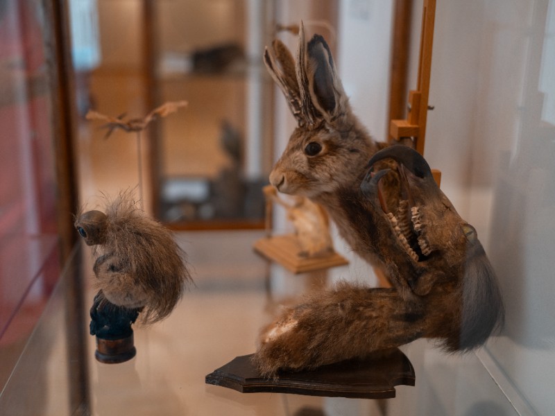 Natuurhistorisch Museum opgezette dieren