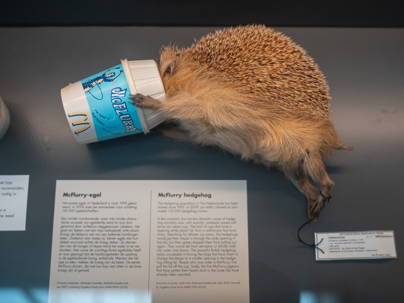 Mc Flurry egel in het Natuurhistorisch