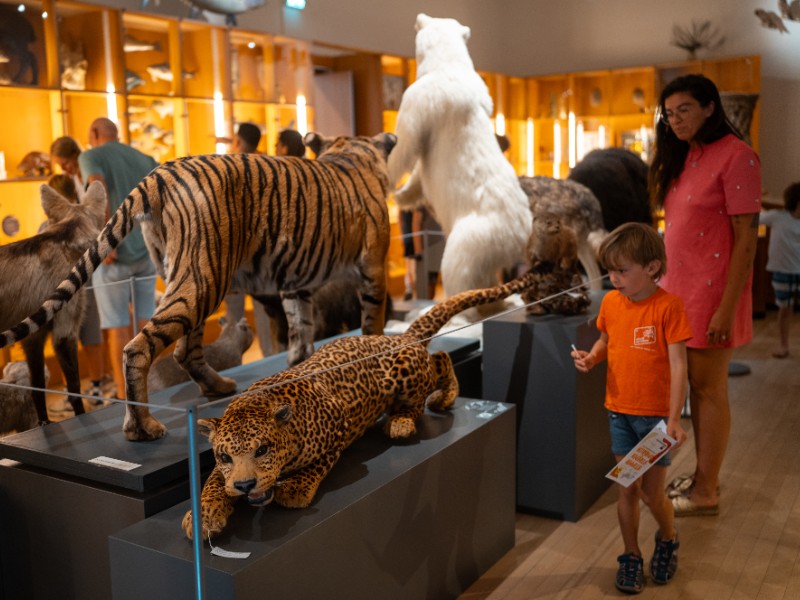 Dieren vanuit de hele wereld in het Natuurhistorisch Museum
