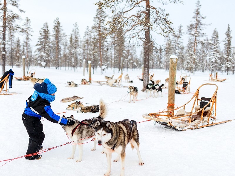 Kind aait de husky voordat ze aan de huskysledetocht gaan beginnen