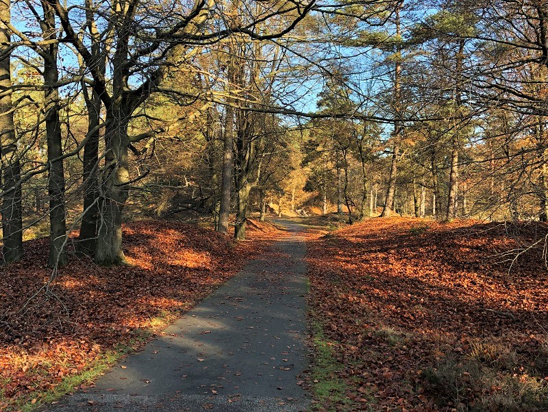 Nationaal Park Dwingelerveld