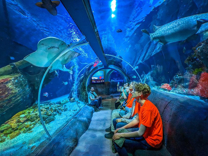 We bekijken de grote haai bij Sea Life