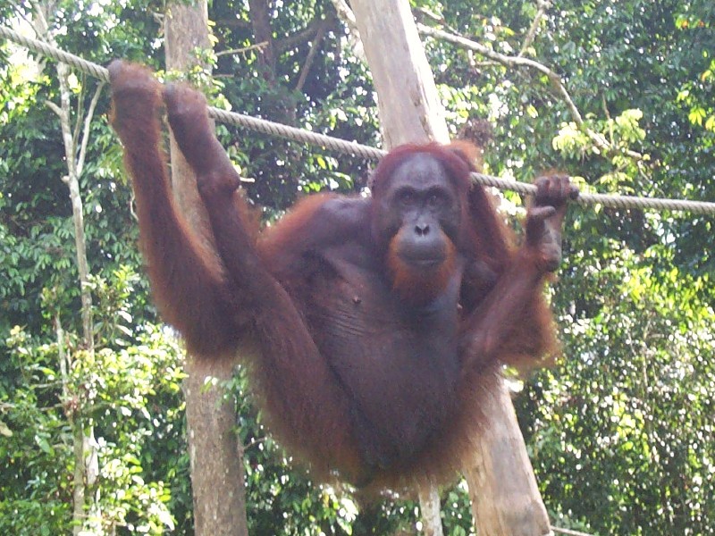 Een Orang Oetan van wel heel dichtbij in Seminggoh rehabilitatie centrum