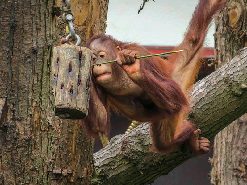 Lekker kijken naar de Oerang Oetangs