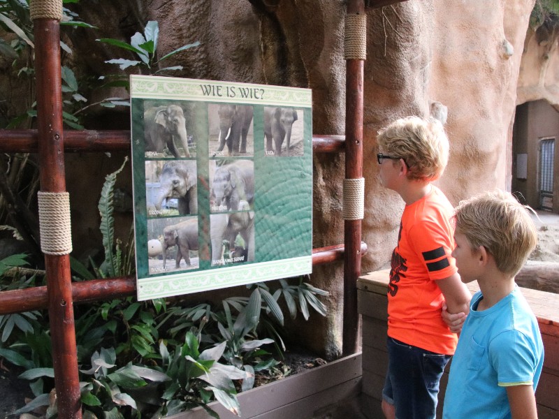 Even ontdekken wie de olifanten zijn