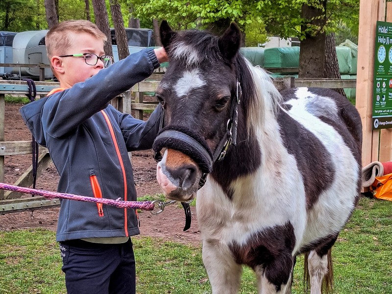 Jelte poetst Twilight bij de paddock 
