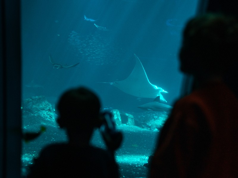 Het grootste aquarium van Europa in Boulogbne-sur-Mer: Nausicaa