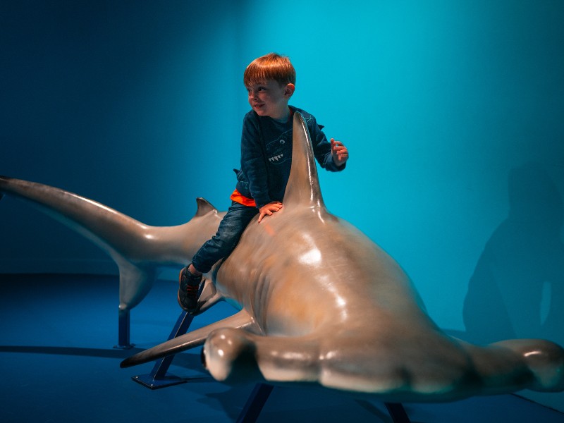 De zoon van Mathias speelt op een speelgoedhaai in Nausica, Boulogne-sur-Mer