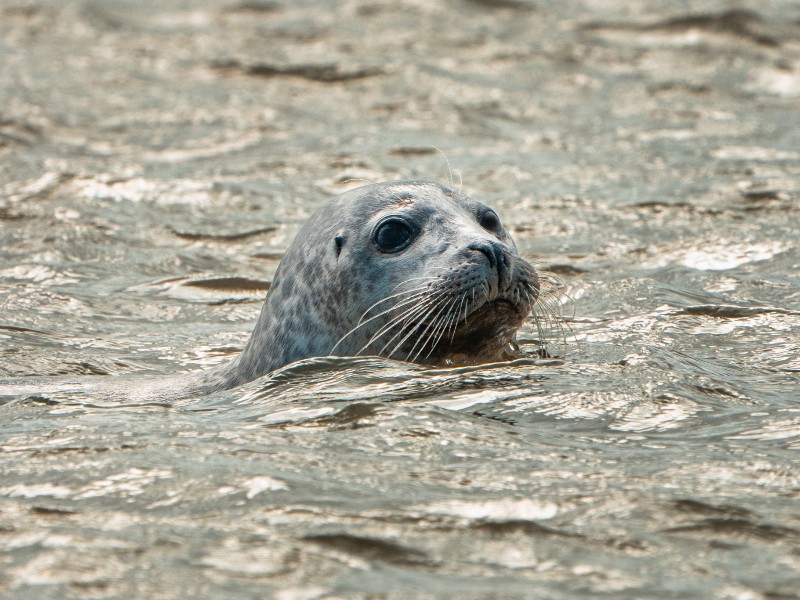 Zeehondje tijdens de vakantie van Mathias aan de Opaalkust Zeehondje tijdens de vakantie van Mathias aan de Opaalkust