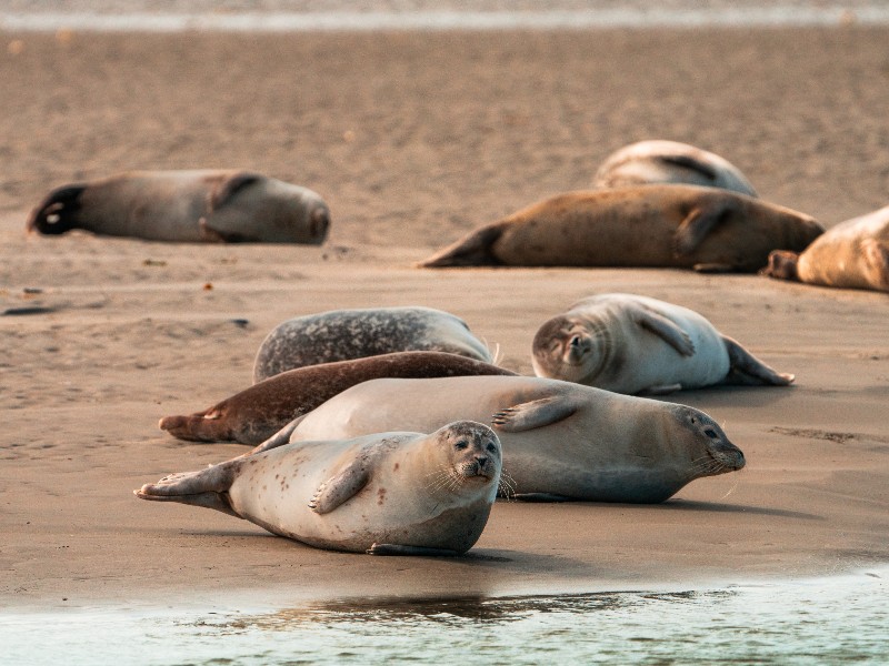 Mathias en zijn gezin gingen ook zeehondjes spotten in Berck-sur-Mer aan de Franse Opaalkust