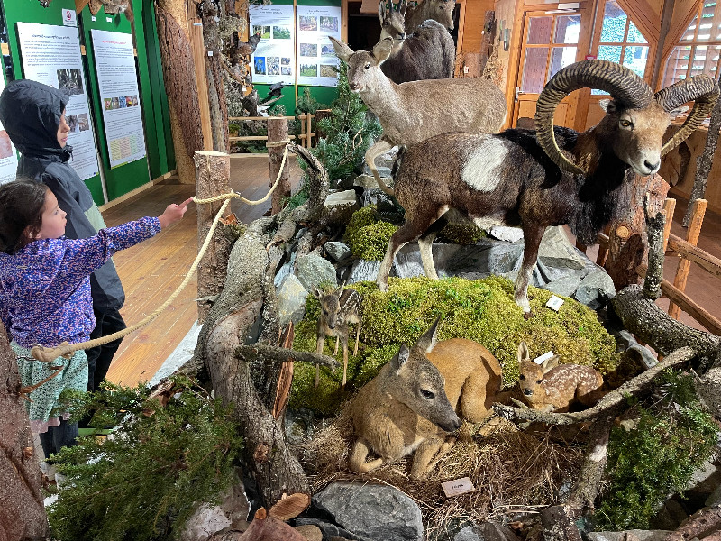 De opgezette dieren in het jagershuis