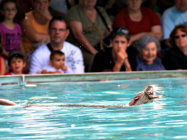Otter-show in Parc Reintroduction Hunawihr