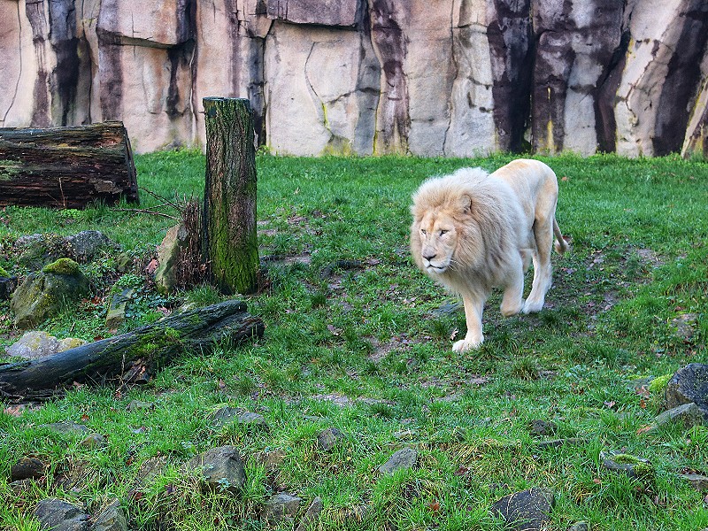 Ook de koning van het dierenrijk woont hier!