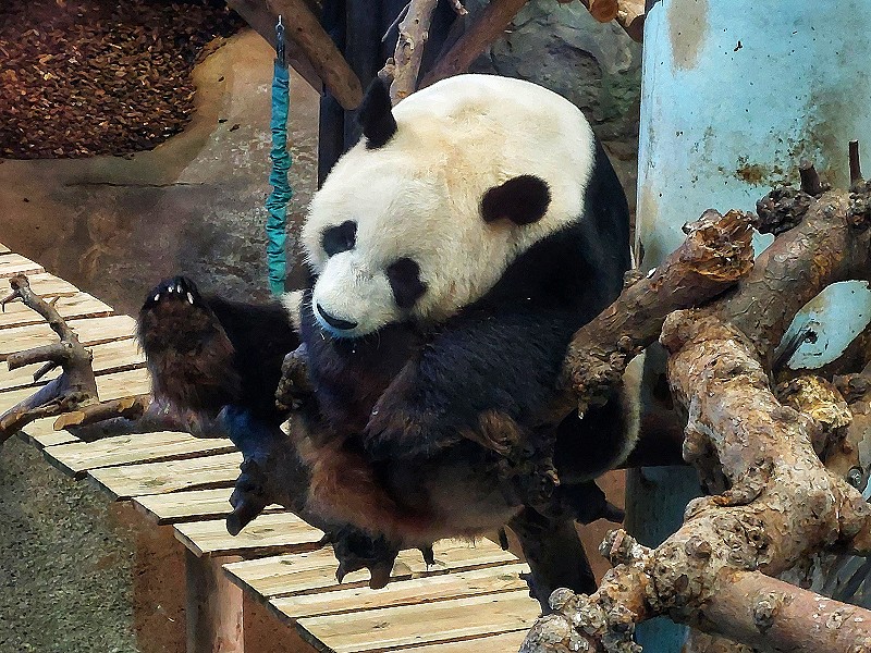 Ze zullen niet snel moe worden, die panda's! ;-)