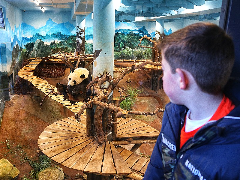 Een kijkje in het mooie pandaverblijf