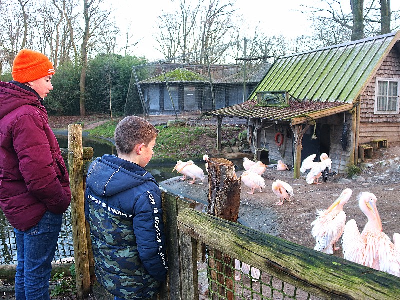 Een kijkje bij de pelikanen
