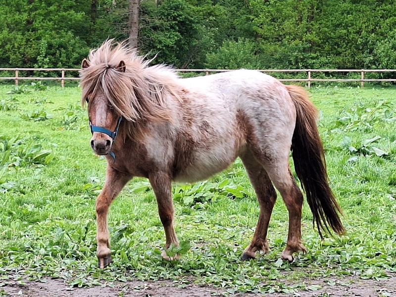 Paard in het weiland