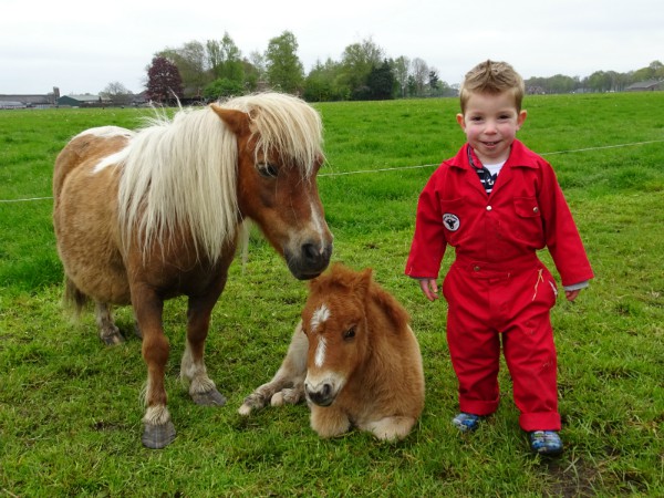 Lieve pony's om te knuffelen en mee te wandelen