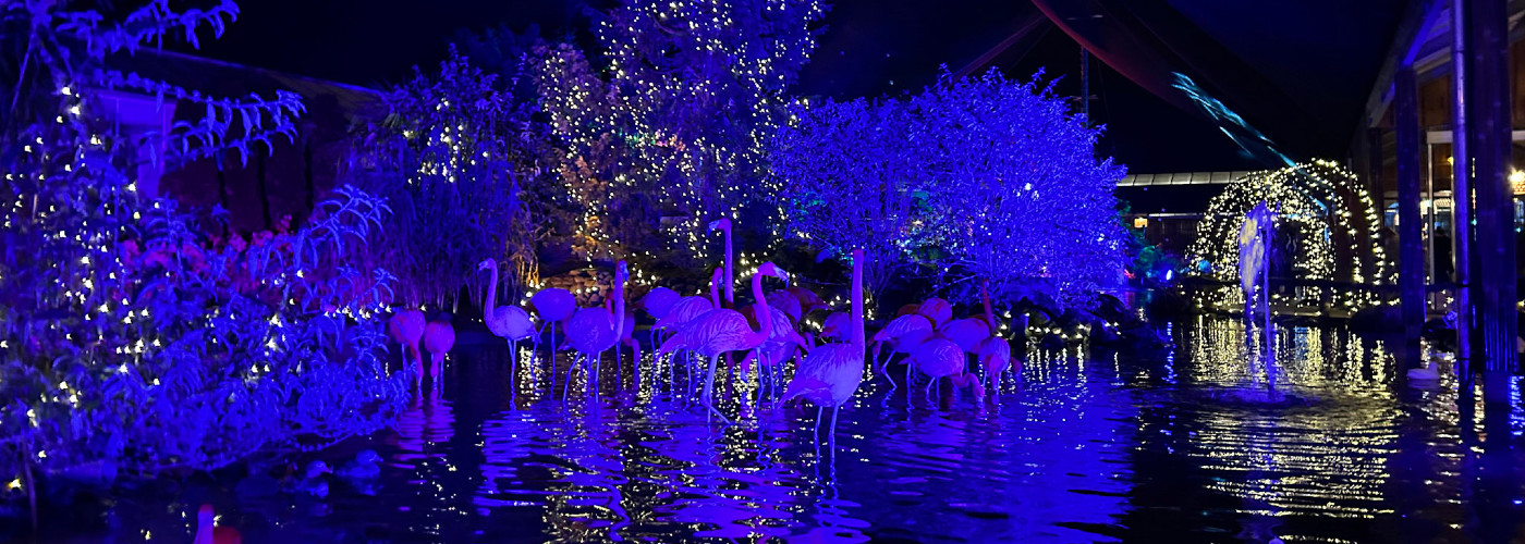 De flamingo's bij Pantropica tijdens WinterDroom
