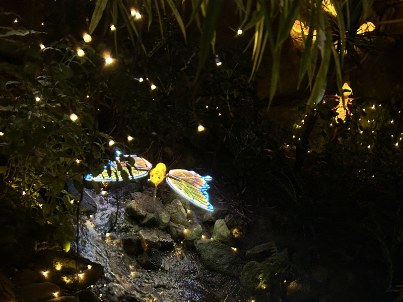 Pantropica WinterDroom vlinder Pantropica WinterDroom vlinder