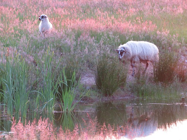 Schapen in het avondrood