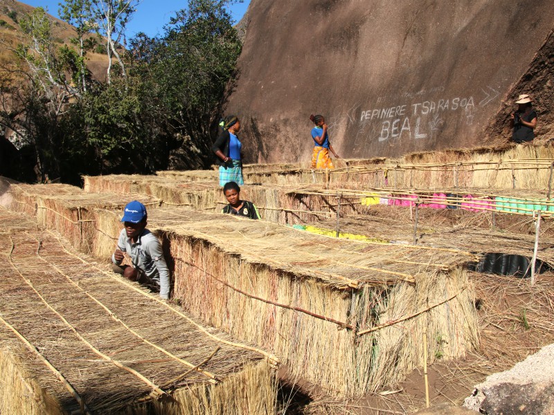 Plantjes kweken in rieten kasjes