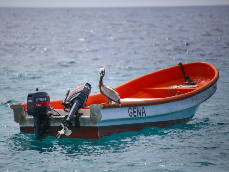 pelikaan op een bootje