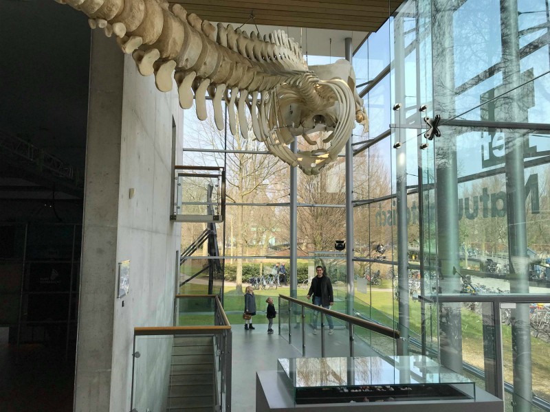 Potvis geraamte natuurhistorisch museum
