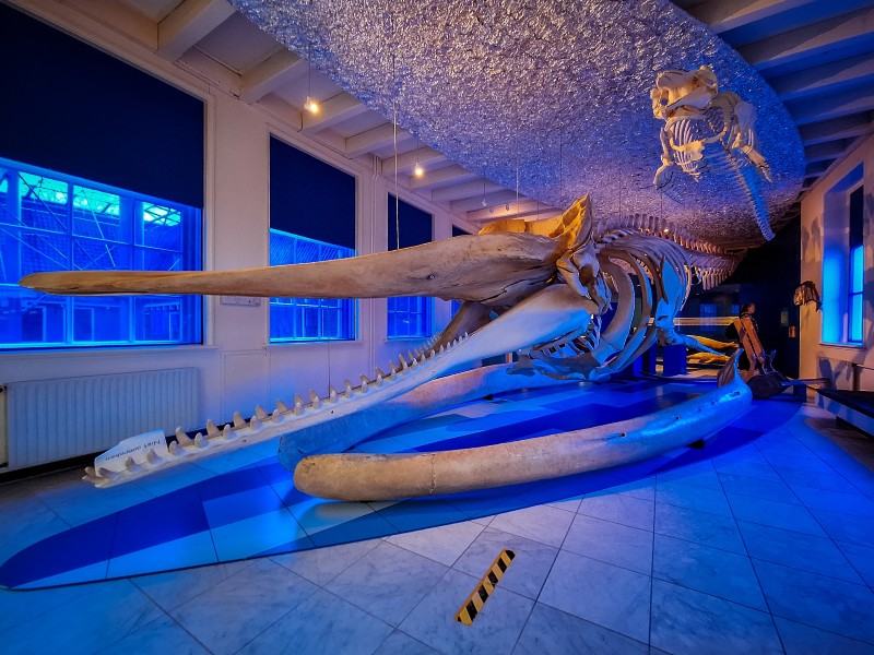 Het enorme skelet van een potvis