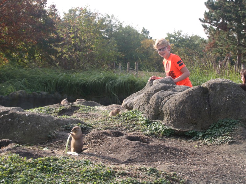 Klein maar superleuk om van dichtbij te zien: prairiehondjes