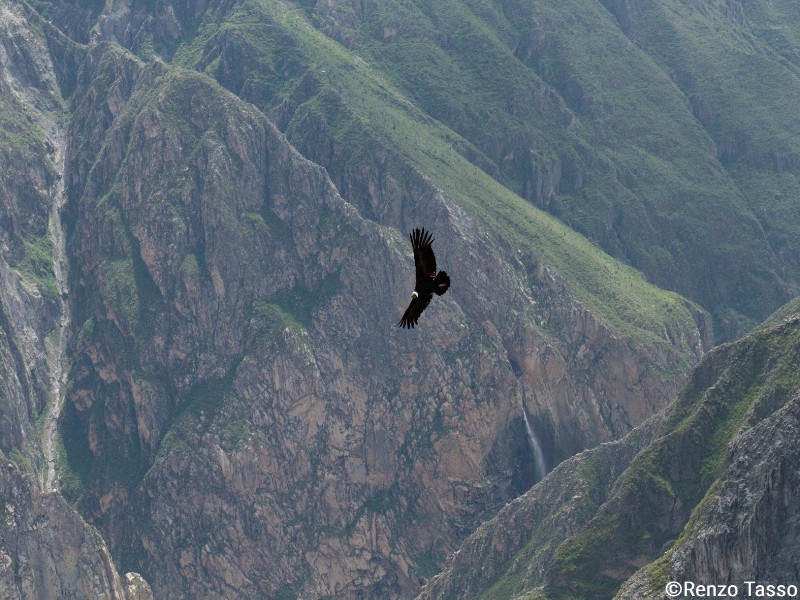 Condor spotten in de Colca Canyon