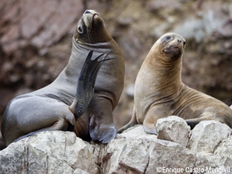 Zeeleeuwen in Paracas National Park