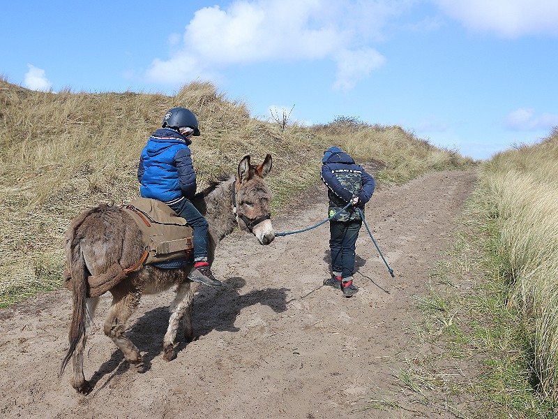 Wandelen met een ezel op Terschelling!