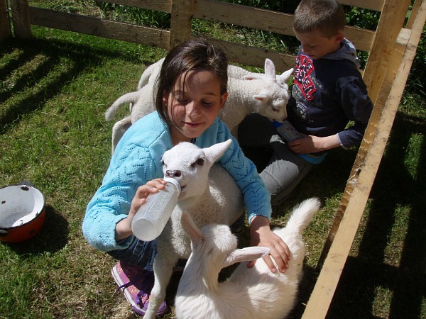 Lammetjes een flesje geven bij Puur Terschelling