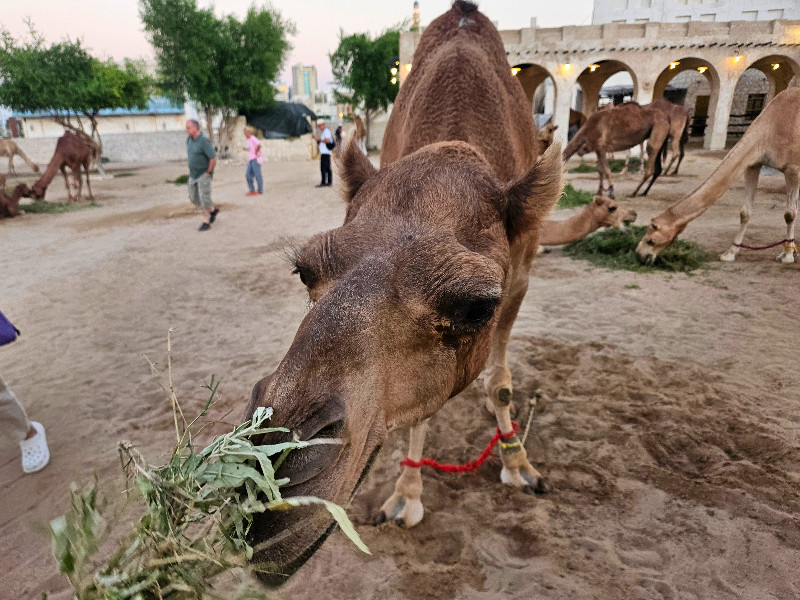 Een dromedaris in Qatar vlakbij Souq Waqif
