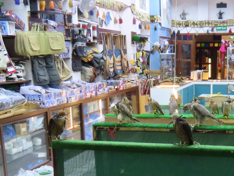 Een winkel waar je een valk kan kopen in Qatar