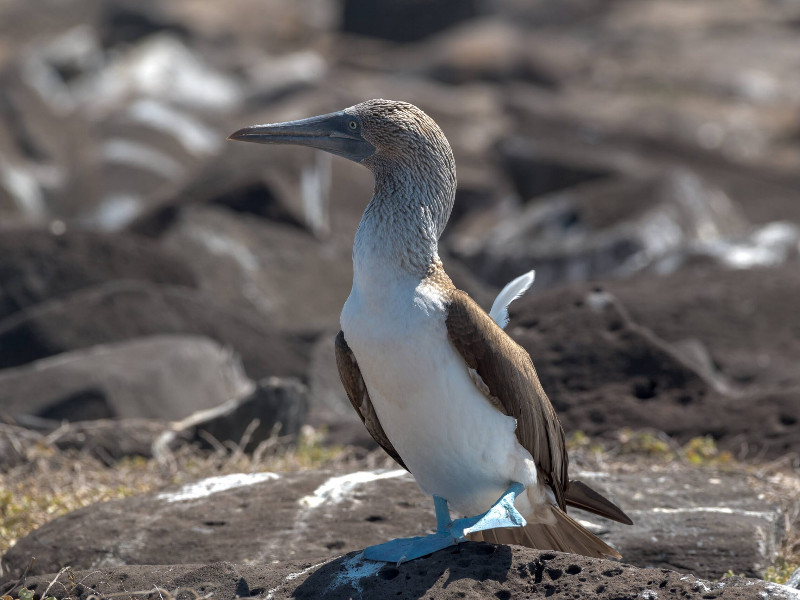 Je gaat misschien wel deze bijzondere blauwvoetgent spotten