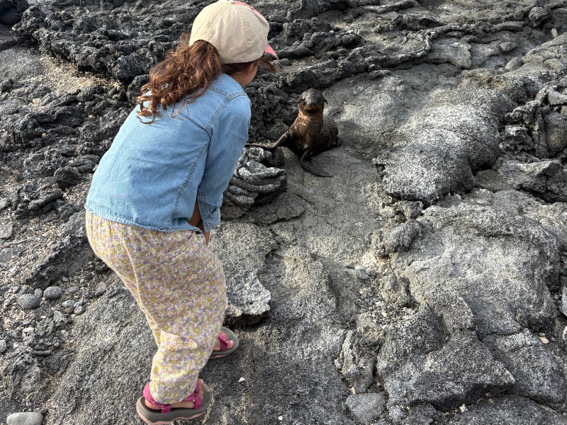 Zeehond gespot op de Galápagos Eilanden