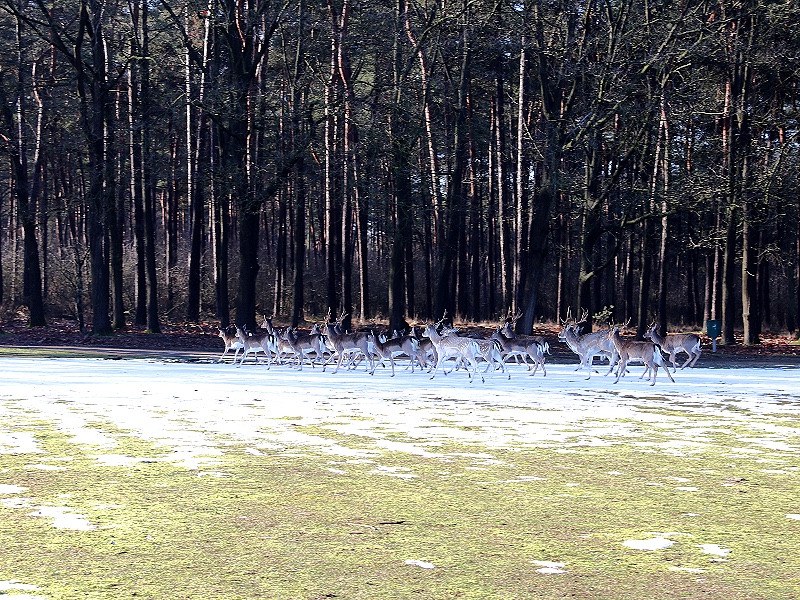 De kudde reeën maakt de wandeling helemaal compleet.