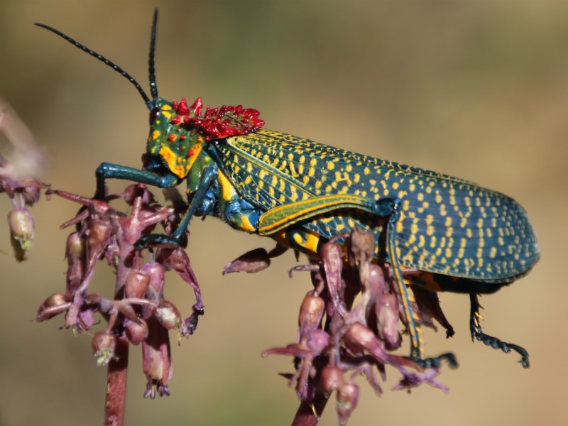 De mooi gekleurde regenboogsprinkhaan