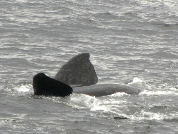 Relaxende walvis voor de kust bij Hermanus
