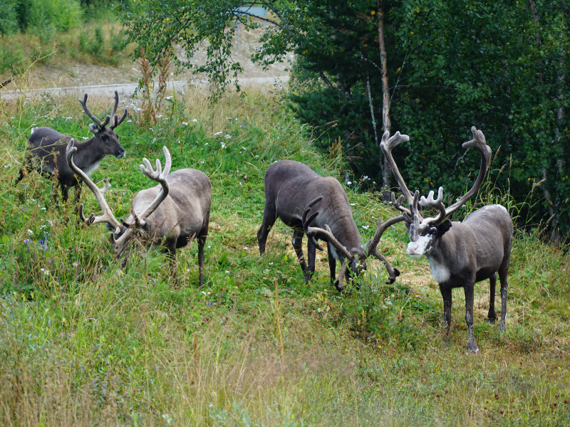 Rendieren spotten in Zweeds Lapland